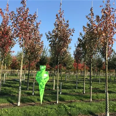 H 3xv mDb 16- 18 - Rotahorn 'Red Sunset' - Acer rubrum 'Red Sunset' - Collection