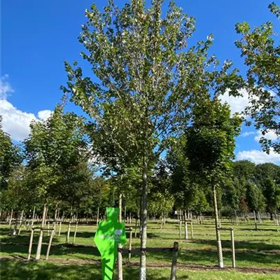 Sol Baum 5xv mDb 200-300 x 500-700 30- 35 - Rotahorn 'Red Sunset' - Acer rubrum 'Red Sunset' - Collection