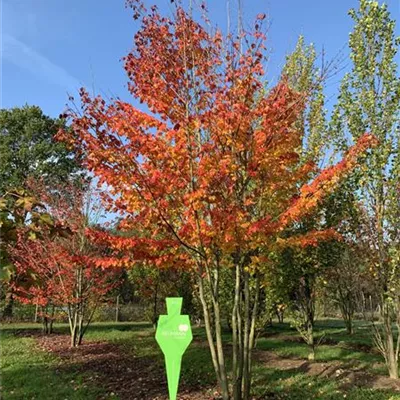 Sol Baum mehrst. 5xv mDb 200-300 x 500- 600 - Rotahorn 'Red Sunset' - Acer rubrum 'Red Sunset' - Collection