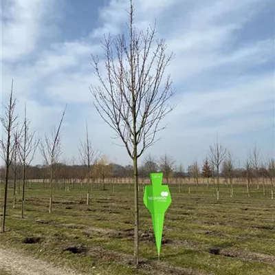 H 4xv mDb 20- 25 - Rotahorn 'Somerset' - Acer rubrum 'Somerset' - Collection