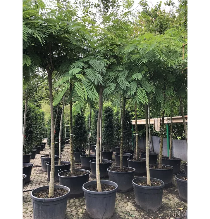 Seidenbaum 'Ombrella' - Albizia julibrissin 'Tropcal Dream' - Collection