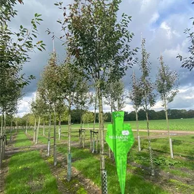 H 4xv mDb 16- 18 - Felsenbirne 'Robin Hill' - Amelanchier arborea 'Robin Hill' - Collection