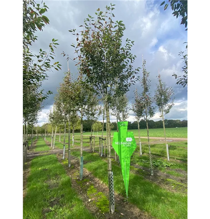 Felsenbirne 'Robin Hill' - Amelanchier arborea 'Robin Hill' - Collection