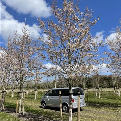 Sol Baum 6xv mDb Krbr. 200-300 35- 40 - Felsenbirne 'Robin Hill' - Amelanchier arborea 'Robin Hill' - Collection