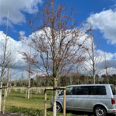 Sol Baum 6xv mDb Krbr. 200-300 40- 45 - Felsenbirne 'Robin Hill' - Amelanchier arborea 'Robin Hill' - Collection