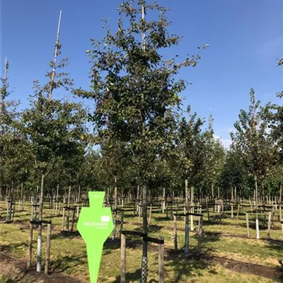 Sol Baum 5xv mDb Krbr. 100-150 we 20- 25 - Kupfer-Felsenbirne - Amelanchier lamarckii - Collection