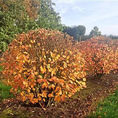 Kugel 5xv mDb 120- 140 - Kupfer-Felsenbirne - Amelanchier lamarckii - Collection