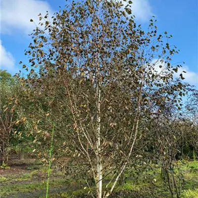 Sol 4xv mDb mehrst. 400- 500 - Himalayabirke - Betula jacquemontii - Collection