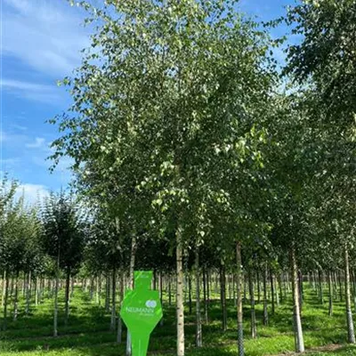 H 4xv mDb 20- 25 - Sandbirke - Betula pendula - Collection