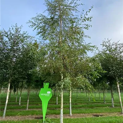 Sol Baum 4xv mDb 150-200 x 400-500 25- 30 - Sandbirke - Betula pendula - Collection