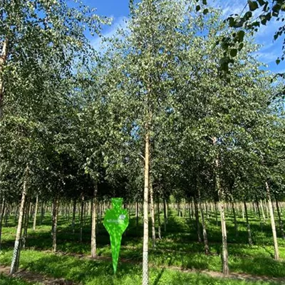 Sol Baum 4xv mDb 150-200 x 400-500 25- 30 - Sandbirke - Betula pendula - Collection