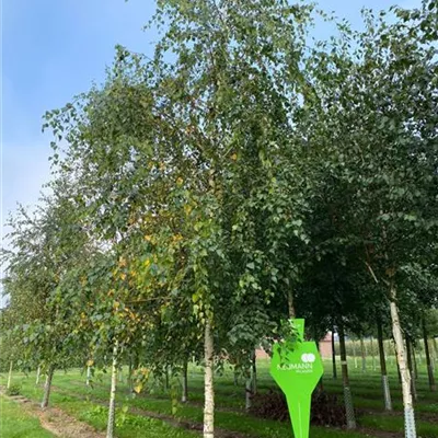 Sol Baum 4xv mDb 150-200 x 400-500 30- 35 - Sandbirke - Betula pendula - Collection