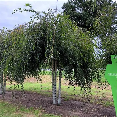 Sol Baum mehrst 4xv mDb 200- 300 x 300- 350 - Trauerbirke - Betula pendula 'Youngii' - Collection