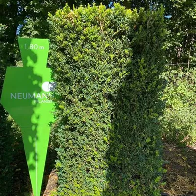 Heckenelement 3xv mB 40 x 80 x 200- - Buchsbaum - Buxus sempervirens 'Raket' - Collection