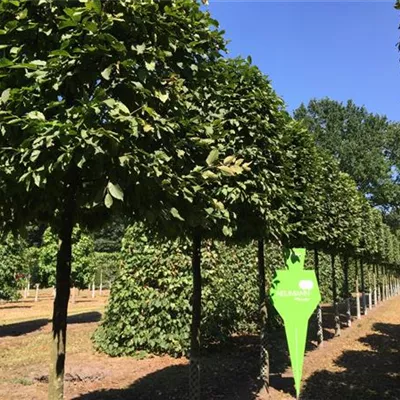 Kasten H 4xv mDb 20- 25 - Hainbuche,Weißbuche - Carpinus betulus - Collection