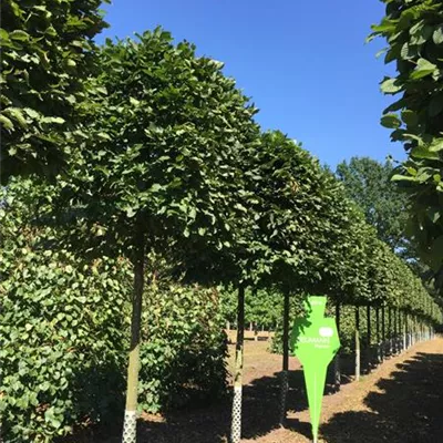 Kasten H 4xv mDb 20- 25 - Hainbuche,Weißbuche - Carpinus betulus - Collection