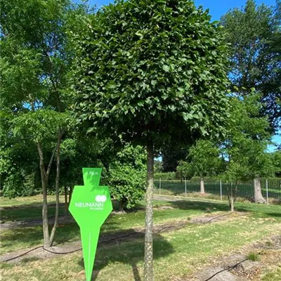 Kasten Sol Baum 5xv mDb 30- 35 - Hainbuche,Weißbuche - Carpinus betulus - Collection