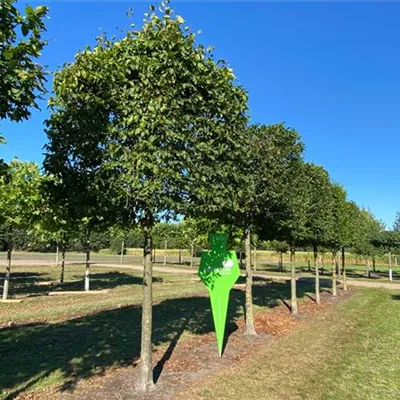 Kasten Sol Baum 5xv mDb 35- 40 - Hainbuche,Weißbuche - Carpinus betulus - Collection