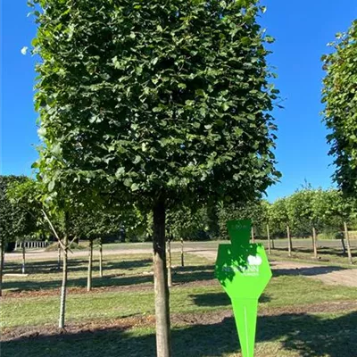 Kasten Sol Baum 5xv mDb 35- 40 - Hainbuche,Weißbuche - Carpinus betulus - Collection