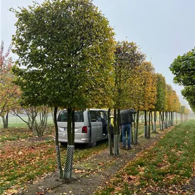 Kasten Sol Baum 6xv mDb 40- 45 - Hainbuche,Weißbuche - Carpinus betulus - Collection