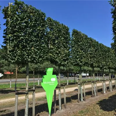 Spalier Sol Baum 5xv mDb 25- 30 - Hainbuche,Weißbuche - Carpinus betulus - Collection