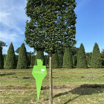 Spalier Sol Baum 5xv mDb 25- 30 - Hainbuche,Weißbuche - Carpinus betulus - Collection