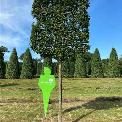 Spalier Sol Baum 5xv mDb 30- 35 - Hainbuche,Weißbuche - Carpinus betulus - Collection