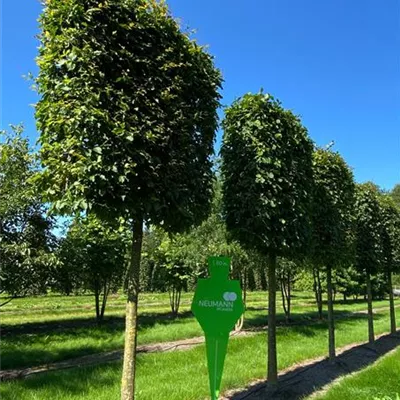 Spalier Sol Baum 5xv mDb 30- 35 - Hainbuche,Weißbuche - Carpinus betulus - Collection