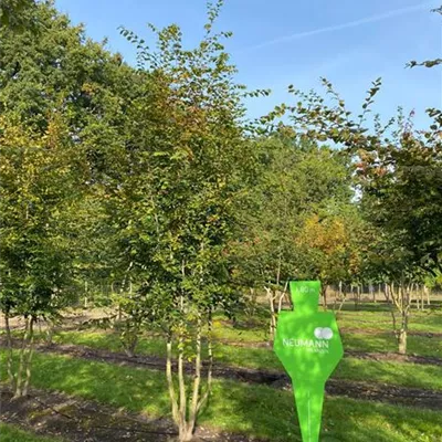 Sol 4xv mDb mehrst. 500- 600 - Hainbuche,Weißbuche - Carpinus betulus - Collection