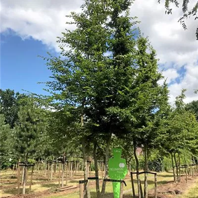 Sol 4xv mDb mehrst. 700- 800 - Hainbuche,Weißbuche - Carpinus betulus - Collection