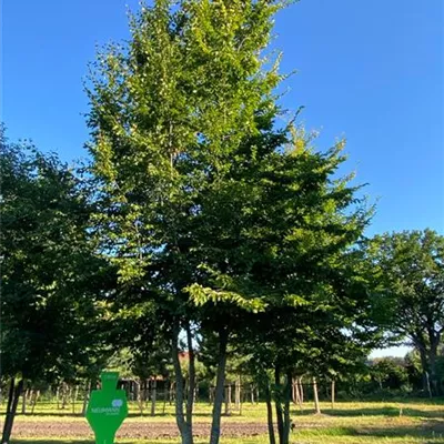 Sol Baum mehrst 5xv mDb 300-400 x 700- 800 - Hainbuche,Weißbuche - Carpinus betulus - Collection