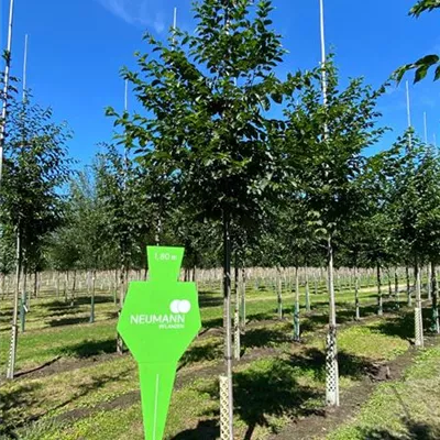 H 3xv mDb 16- 18 - Hainbuche,Weißbuche - Carpinus betulus - Collection