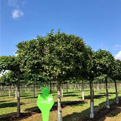 Dach Sol Baum 5xv mDb 35- 40 - Hainbuche,Weißbuche - Carpinus betulus - Collection