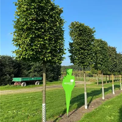 Spalier H 4xv mDb 20- 25 - Hainbuche,Weißbuche - Carpinus betulus - Collection