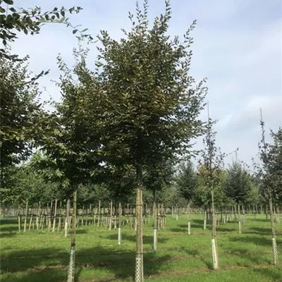 Sol Baum 4xv mDb 150-200 x 400-500 25- 30 - Hainbuche,Weißbuche - Carpinus betulus - Collection