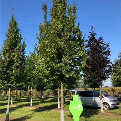 Sol Baum 5xv mDb 200-300 x 500-700 45- 50 - Hainbuche,Weißbuche - Carpinus betulus - Collection