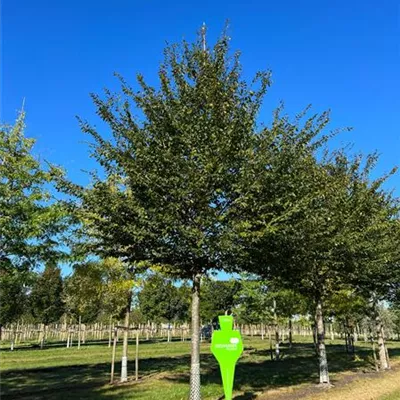 Sol Baum 7xv mDb 300-400 x 700-900 50- 60 - Hainbuche,Weißbuche - Carpinus betulus - Collection