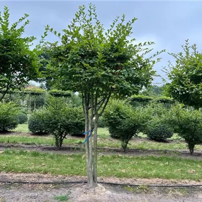 Schirm 5xv mDb 150-200 x 300- 350 - Hainbuche,Weißbuche - Carpinus betulus - Collection