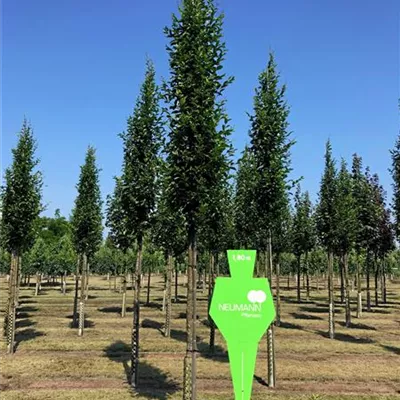 H 3xv mDb 16- 18 - Pyramiden-Hainbuche 'Fastigiata' - Carpinus betulus 'Fastigiata' - Collection