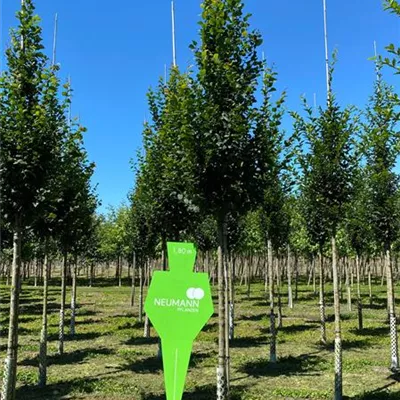 H 3xv mDb 16- 18 - Pyramiden-Hainbuche 'Fastigiata' - Carpinus betulus 'Fastigiata' - Collection