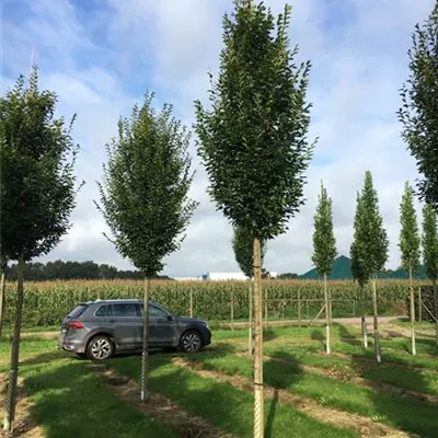 H 3xv mDb 18- 20 - Pyramiden-Hainbuche 'Fastigiata' - Carpinus betulus 'Fastigiata' - Collection