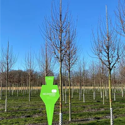 H 3xv mDb 18- 20 - Pyramiden-Hainbuche 'Fastigiata' - Carpinus betulus 'Fastigiata' - Collection