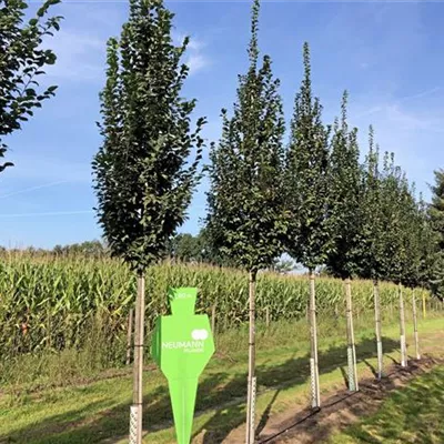 H 4xv mDb 20- 25 - Pyramiden-Hainbuche 'Fastigiata' - Carpinus betulus 'Fastigiata' - Collection