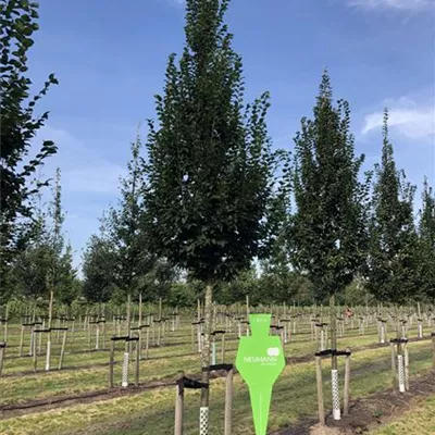 Sol Baum 5xv mDb 100-150 x 400-500 25- 30 - Pyramiden-Hainbuche 'Fastigiata' - Carpinus betulus 'Fastigiata' - Collection