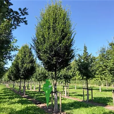 Sol Baum 5xv mDb 150-200 x 500-700 35- 40 - Pyramiden-Hainbuche 'Fastigiata' - Carpinus betulus 'Fastigiata' - Collection