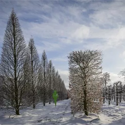 Kegel 6xv mDb 600- 700 - Pyramiden-Hainbuche 'Fastigiata' - Carpinus betulus 'Fastigiata' - Collection