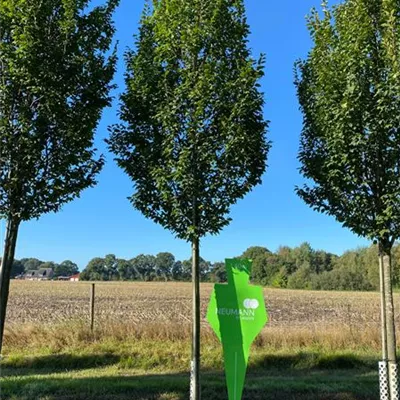 Sol Baum 5xv mDb 150-200 x 400-500 25- 30 - Hainbuche 'Lucas' - Carpinus betulus 'Lucas' - Collection