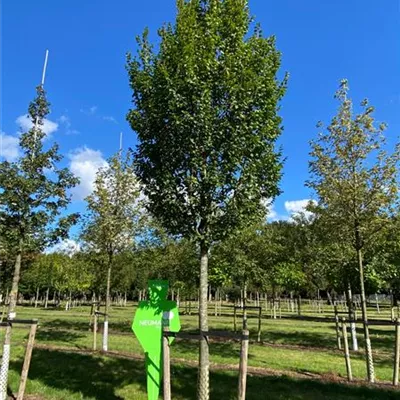 Sol Baum 5xv mDb 150-200 x 400-500 25- 30 - Hainbuche 'Lucas' - Carpinus betulus 'Lucas' - Collection