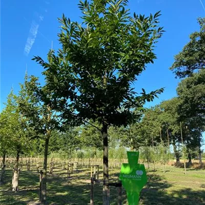 Sol Baum 5xv mDb 200-300 x 400-500 35- 40 - Esskastanie - Castanea sativa - Collection