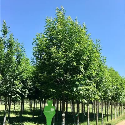 Sol Baum 5xv mDb 200-300 x 500-700 35- 40 - Esskastanie - Castanea sativa - Collection